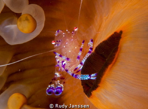 Shrimp by Rudy Janssen 